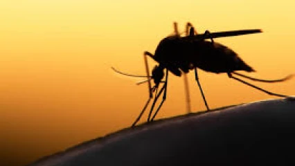 PALUDISME EN SAISON PLUVIEUSE :  Les moyens simple pour se protéger de la maladie 