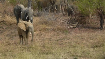 PRESERVATION DE LA BIODIVERSITE AU BÉNIN : Le gouvernement adopte la politique forestière 2023-2032