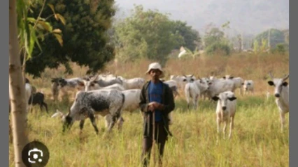 Production de viande au Bénin: l&rsquo;Ader, pour booster l’élevage des ruminants 