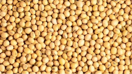 RACHAT DES STOCKS DE SOJA AU BÉNIN : L&rsquo;appel de la Sipi-Bénin aux producteurs retardataires
