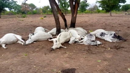 Ségbana: un éleveur perd 11 vaches sous le coup d&rsquo;un tonnerre
