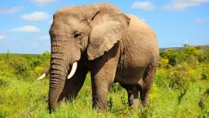 Tchatchou: la divagation d'un pachyderme fait un mort à Woria