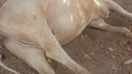 Tragédie à Nikki: 12 bœufs empoisonnés dans une plantation d’anacardiers