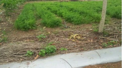 UTILISATION DES ENGRAIS CHIMIQUES DANS LE MARAICHAGE : De la recherche d’un bon rendement à l’empoisonnement des consommateurs