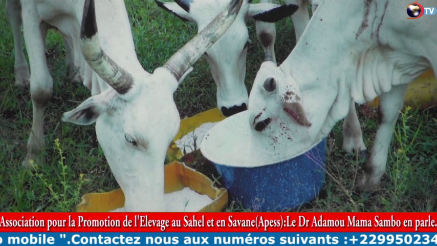 ASSOCIATION POUR LA PROMOTION DE L'ÉLEVAGE AU SAHEL ET EN SAVANE (APESS): Le Dr Adamou Mama Sambo en