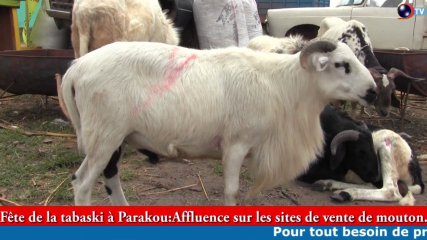 TABASKI 2020 A PARAKOU: Affluence sur les site de vente de moutons